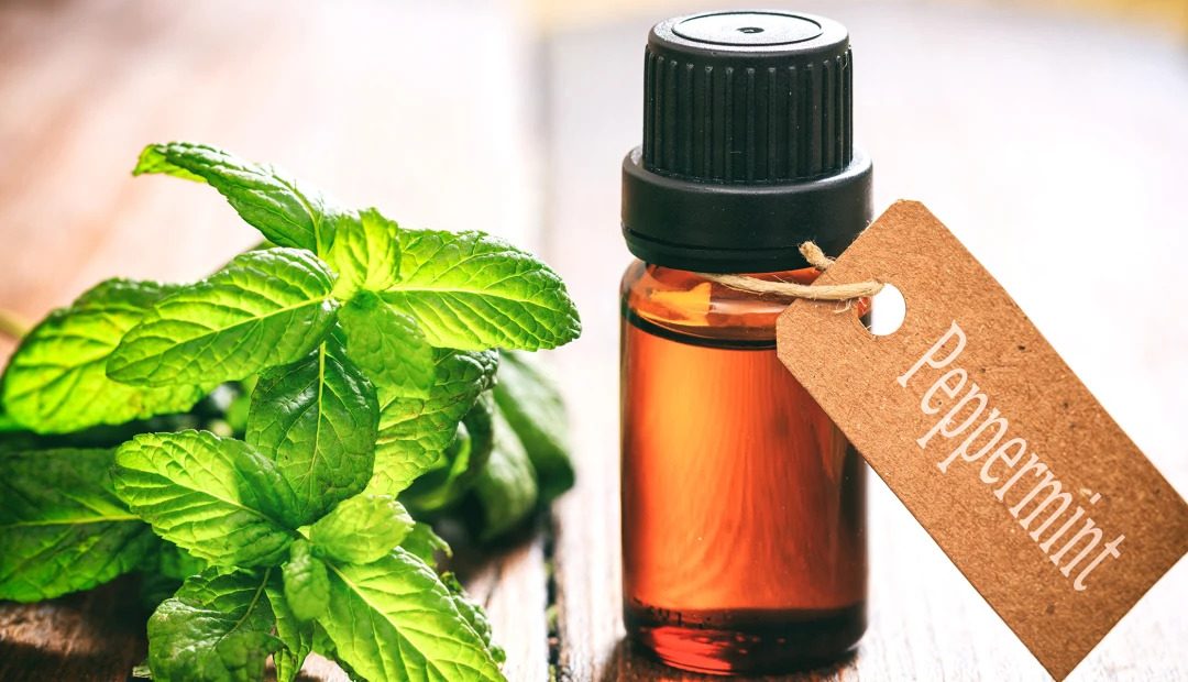 خواص روغن نعناع (اسانس خوراکی) | اسانس نعناع | Mint essential oil